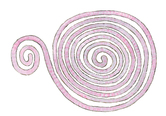 An illustration of a long pink worm curled up like a snake