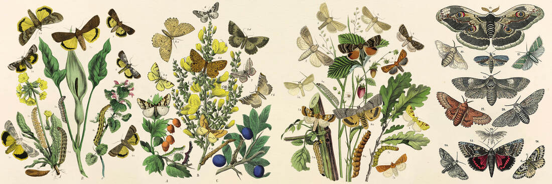 An interior spread from Caterpillars: What Will I be When I Get to be Me? by Kevin McCloskey