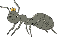A grey ant wearing a crown stares at the viewer